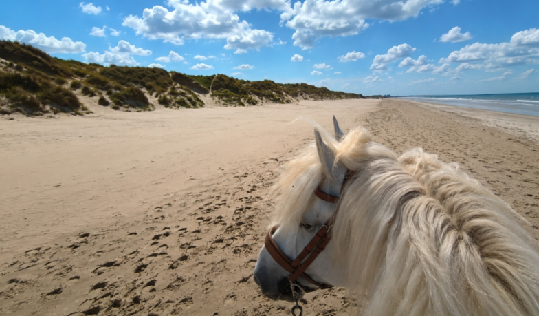 Destination Nord et la Côte d’Opale : les meilleures plages pour galoper en toute liberté